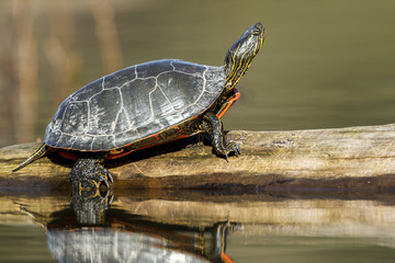 Fototapeta premium Widok z boku żółwia na kłodzie.