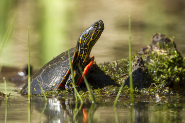 Close up of painted turtle partly in water.