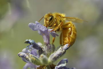 Macro of honey bee on lavendar flower.