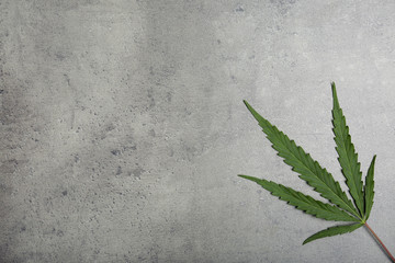 Hemp leaf and space for text on grey background, top view