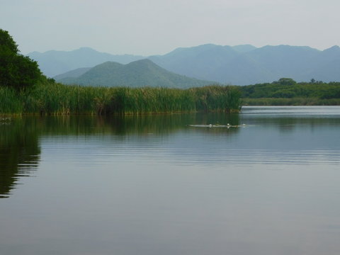 manglar