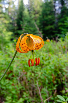 Wild Tigar Lily in the Colville National Forest