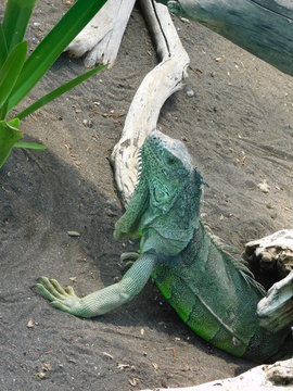 iguana