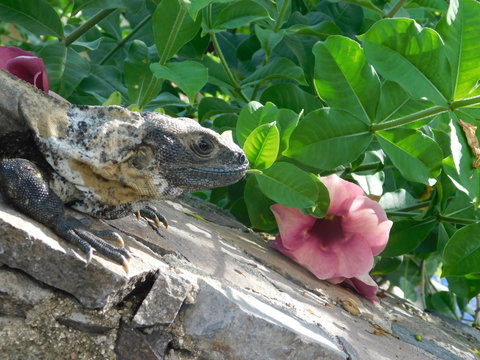 iguana y flor