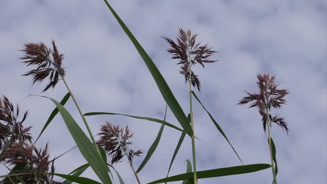 Beautiful klipp from the sea. close up reed
