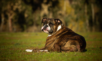 Boxer dog outdoor portrait lying down in field 