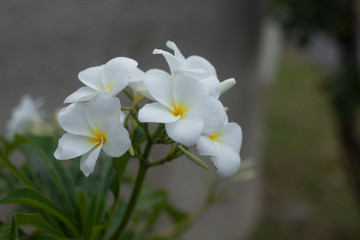 Naklejka na ściany i meble White flower