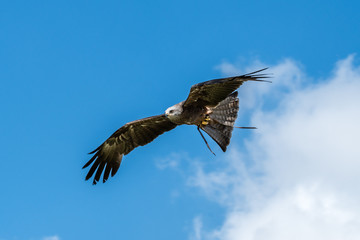 Black Kite in Flight Milvus Migrans 