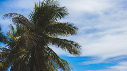 Fototapeta na wymiar Landscape coconut trees