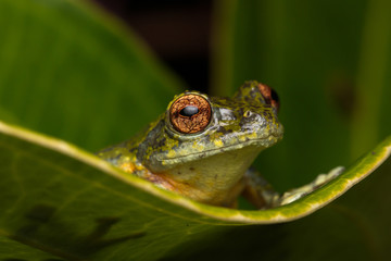 Obraz premium Tree Frog, Tree frog of Borneo, Tree frog on leaf , Frog of Borneo , Frog with isolated black background , Masked Tree Frog (Rhacophorus Angulirostris)