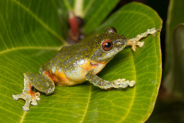 Tree Frog, Tree frog of Borneo, Tree frog on leaf , Frog of Borneo , Frog with isolated black background , Masked Tree Frog (Rhacophorus Angulirostris)
