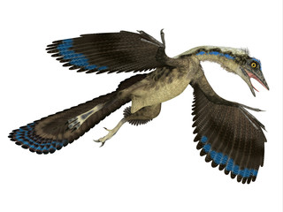 Archaeopteryx Reptile in Flight - Archaeopteryx was a carnivorous Pterosaur reptile that lived in Germany during the Jurassic Period. © Catmando