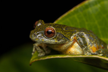 Tree Frog, Tree frog of Borneo, Tree frog on leaf , Frog of Borneo , Frog with isolated black background , Masked Tree Frog (Rhacophorus Angulirostris)