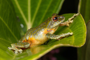 Tree Frog, Tree frog of Borneo, Tree frog on leaf , Frog of Borneo , Frog with isolated black background , Masked Tree Frog (Rhacophorus Angulirostris)