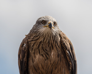 Black Kite Milvus Migrans 