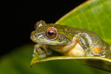 Tree Frog, Tree frog of Borneo, Tree frog on leaf , Frog of Borneo , Frog with isolated black background , Masked Tree Frog (Rhacophorus Angulirostris)