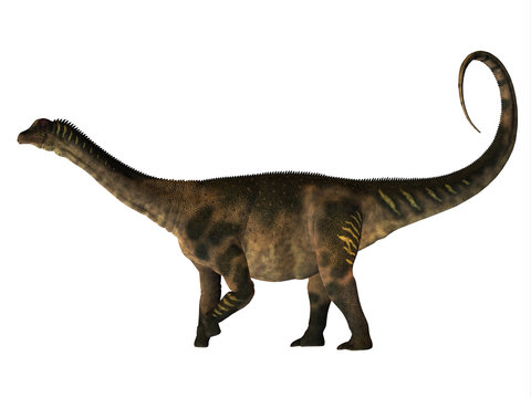 Antarctosaurus Dinosaur Side Profile - Antarctosaurus was a herbivorous sauropod dinosaur that lived in the Cretaceous Period of South America.