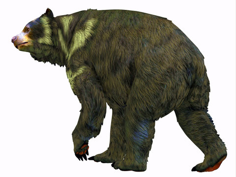 Arctodus Bear Tail - Arctodus was an omnivorous short-faced bear that lived in North America during the Pleistocene Period.