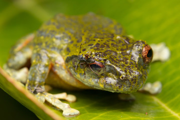 Fototapeta premium Tree Frog, Tree frog of Borneo, Tree frog on leaf , Frog of Borneo , Frog with isolated black background , Masked Tree Frog (Rhacophorus Angulirostris)
