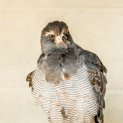 Brown Goshawk