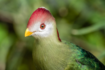 Red-Crested Turaco