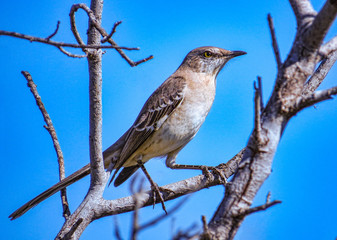 Mockingbird