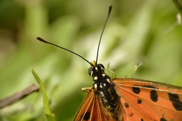 a close up of butterfly