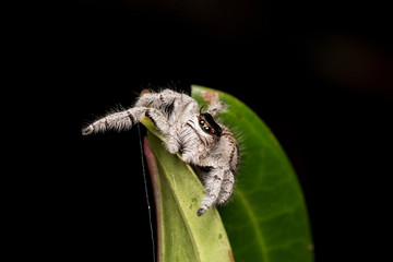 Close-up of Jumping Spider , Jumping Spider of Borneo , Jumping Spider , Beautiful Jumping Spider