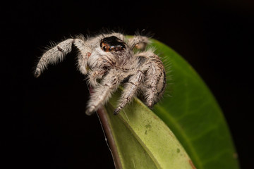Close-up of Jumping Spider , Jumping Spider of Borneo , Jumping Spider , Beautiful Jumping Spider