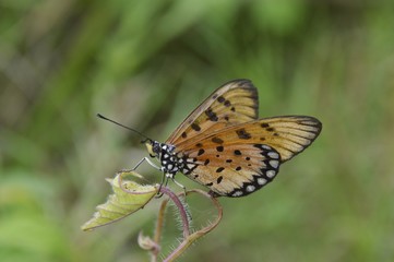 a beautiful butterfly at the garden
