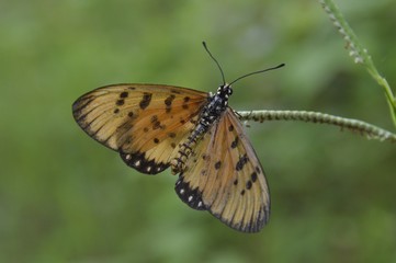 a beautiful butterfly at the garden