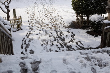 神社の雪景色