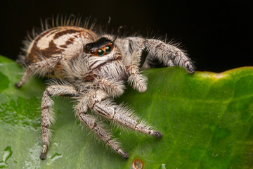 Close-up of Jumping Spider , Jumping Spider of Borneo , Jumping Spider , Beautiful Jumping Spider