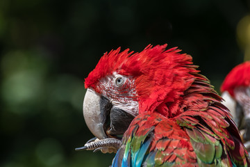 Scarlet Macaw