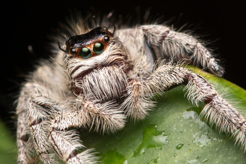 Close-up of Jumping Spider , Jumping Spider of Borneo , Jumping Spider , Beautiful Jumping Spider