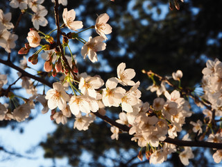 Tokyo Spring Sakura