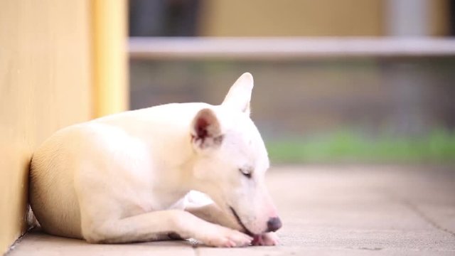 High definition video of a street dog taking shelter after playing under a rain, cleaning his body with his tongue
