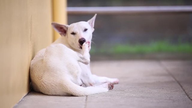 High definition video of a street dog taking shelter after playing under a rain, cleaning his body with his tongue