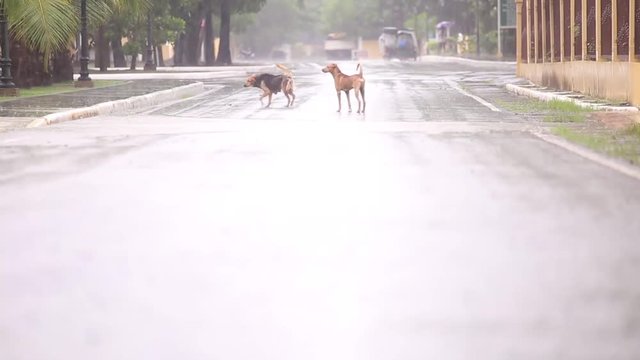 High definition of dogs walking under a rain in an empty road