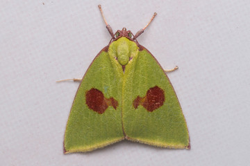 Macro image moth of Sabah, Borneo