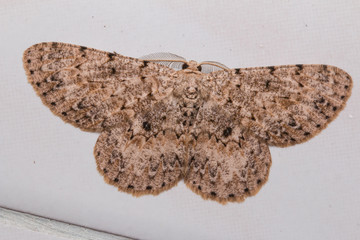 Macro image moth of Sabah, Borneo - Powered by Adobe