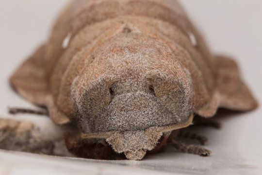 Macro image moth of Sabah, Borneo