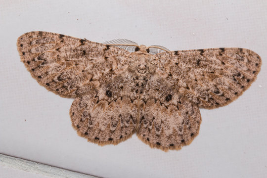 Macro image moth of Sabah, Borneo