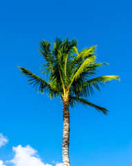 Palm Tree Swaying in the Wind