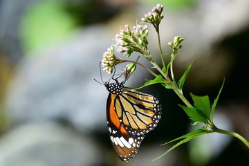 食事中のカバマダラ