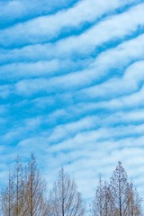 秋の空と秋の雲