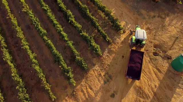 Drone or aerial footage of vineyard / wine farm on the hills of Stellenbosch outside Cape Town South Africa.
