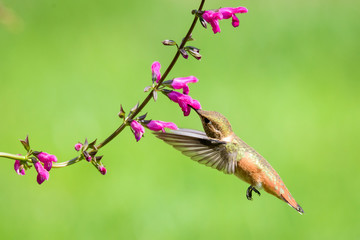 Rufous Hummingbird