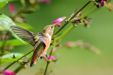Rufous Hummingbird