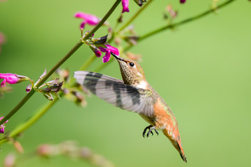 Rufous Hummingbird